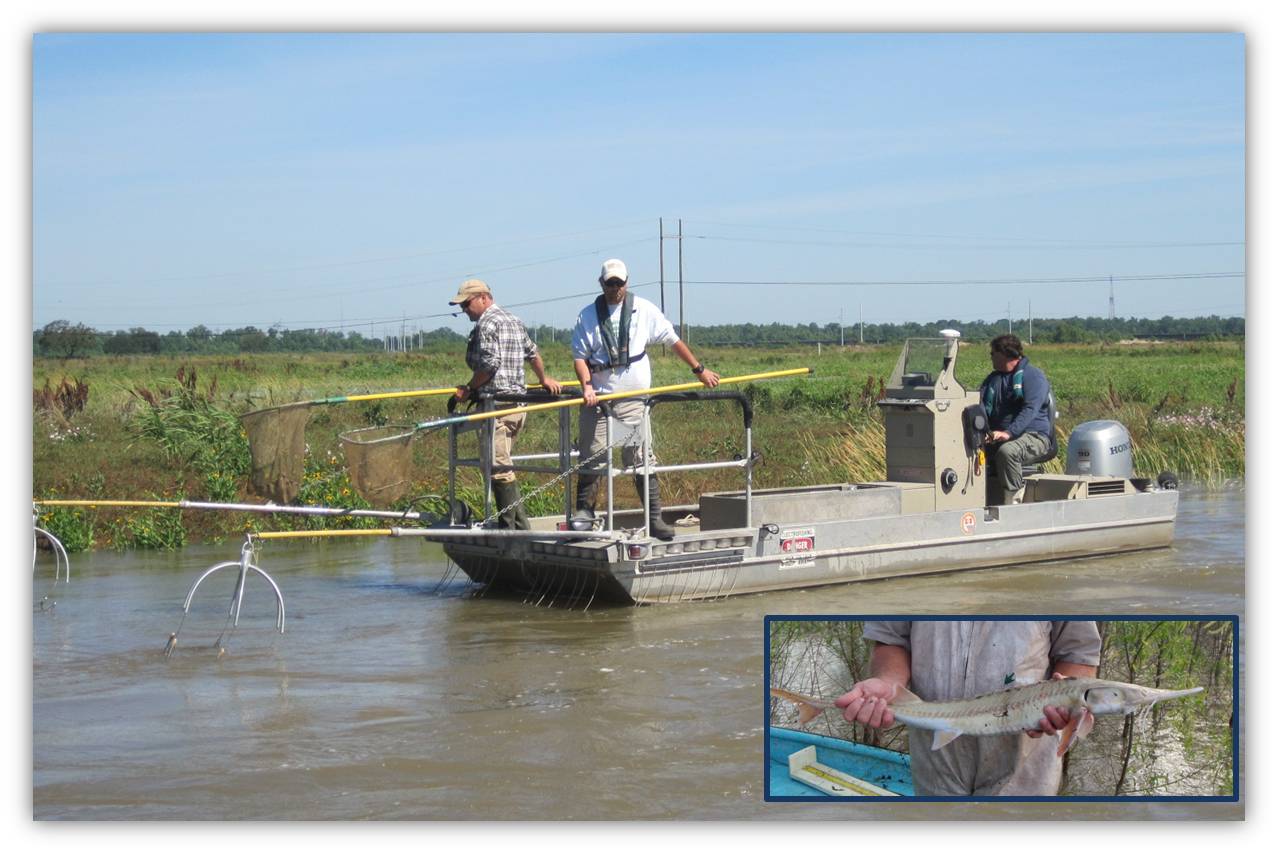 Electrofishing for pallid sturgeon.